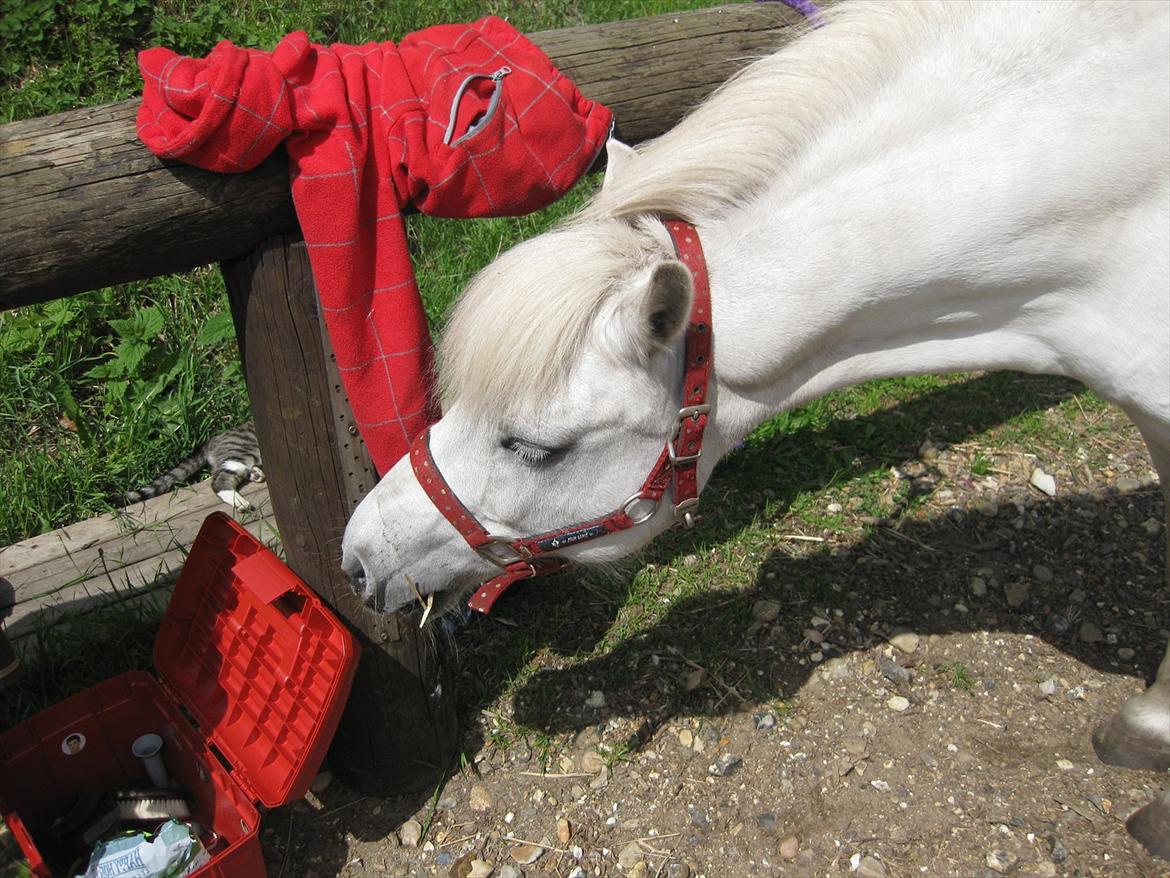 Anden særlig race Sally - Uhmm Line du har vist nogen lækkert nede i din ridekasse. billede 1