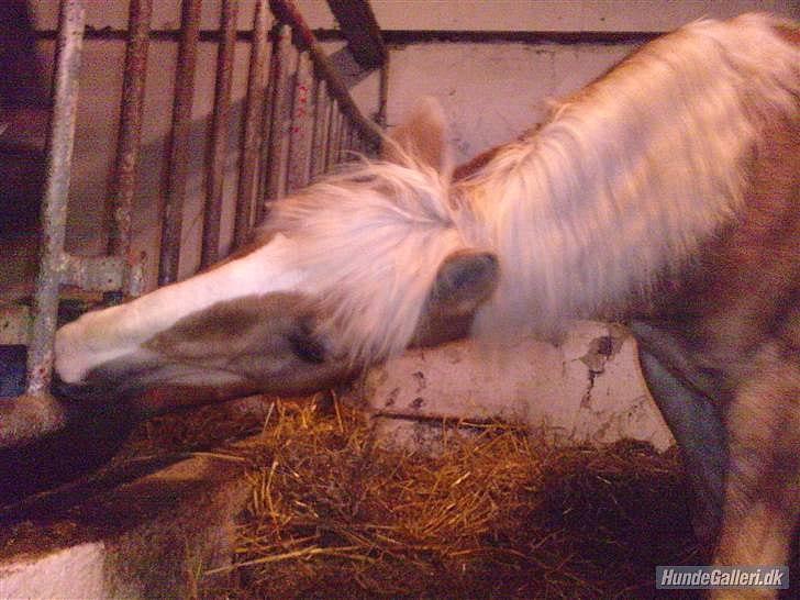 Haflinger PRINS - *SAVNET* - En mad glad Prins :-)  billede 12