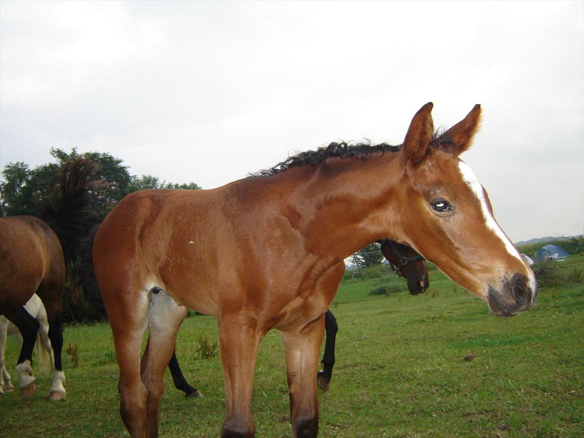 Hollandsk Varmblod Lindholt's Gelinde - Gelinde som føl :D billede 17