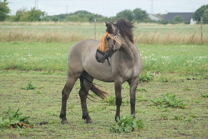 Konik Polski Carlo - 5 aug 11 billede 2