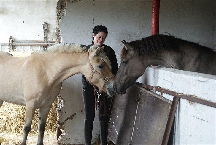 Konik Polski Carlo - Carlo hilser på Luna for første gang billede 10
