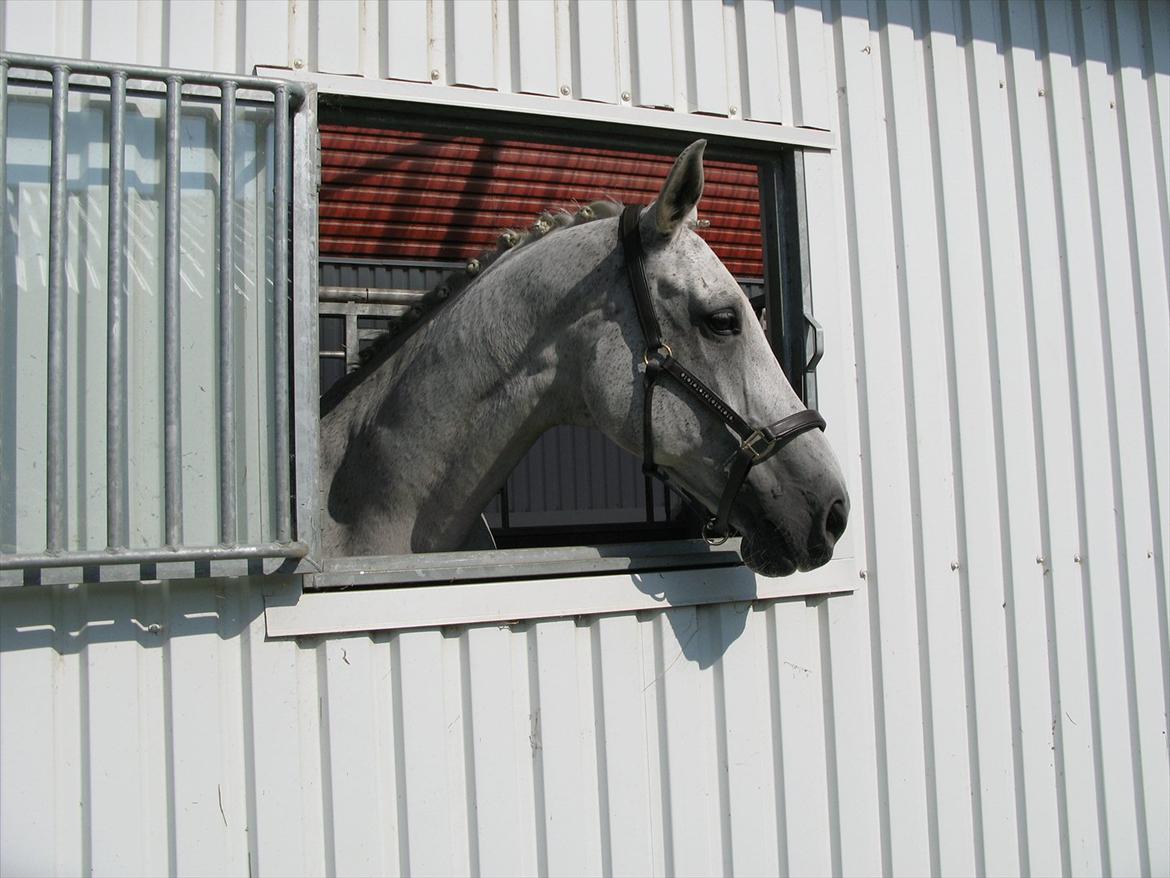 Engelsk Varmblod Dolly Dutch - Dolly det nye sted, med sit vindue som hun elsker! August 2011 billede 11