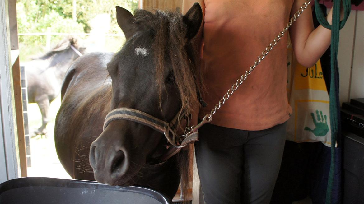 Shetlænder Morticia <3 (tidligere Trunte) - Inde i rytterstuen billede 6