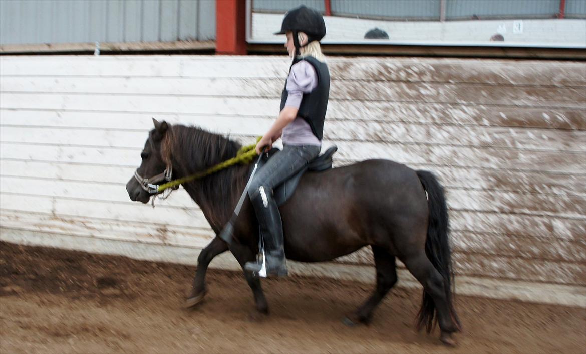 Shetlænder Morticia <3 (tidligere Trunte) - Første gang uden trækker billede 10