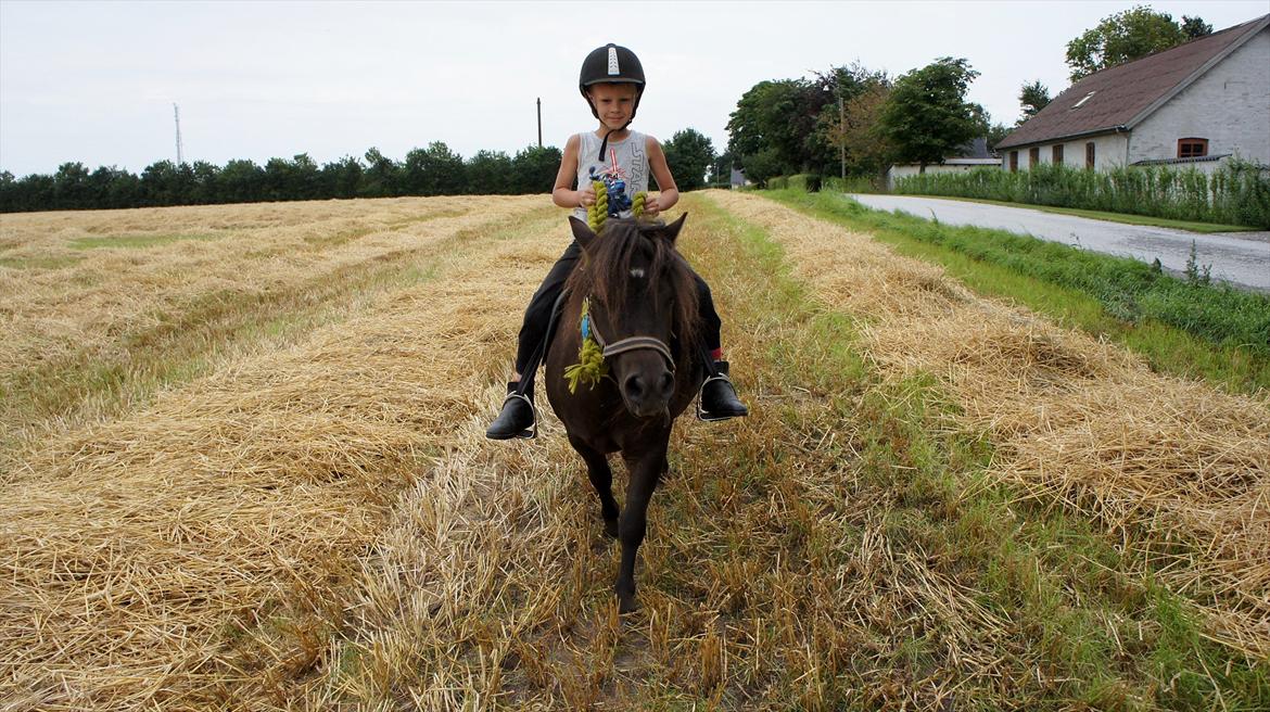 Shetlænder Morticia <3 (tidligere Trunte) - Bliver skridtet af, af sin allerstørste fan :D billede 9
