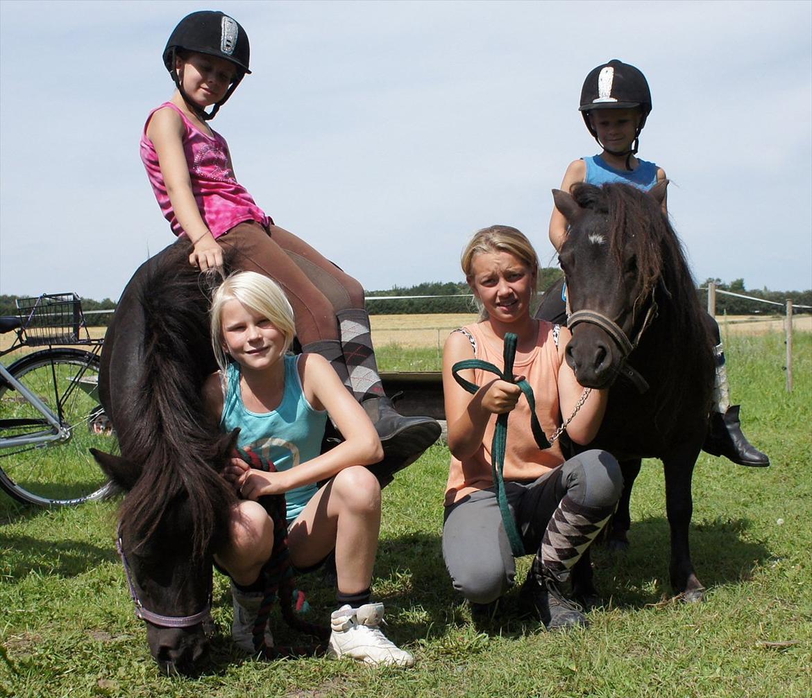 Shetlænder Wednesday <3 (tidligere Mini) - Her sammen med Morticia samt underne ude fra rideskolen billede 10