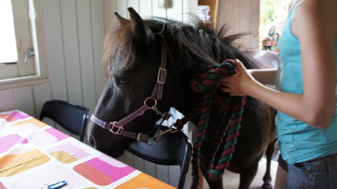 Shetlænder Wednesday <3 (tidligere Mini) - På besøg i rytterstuen billede 7