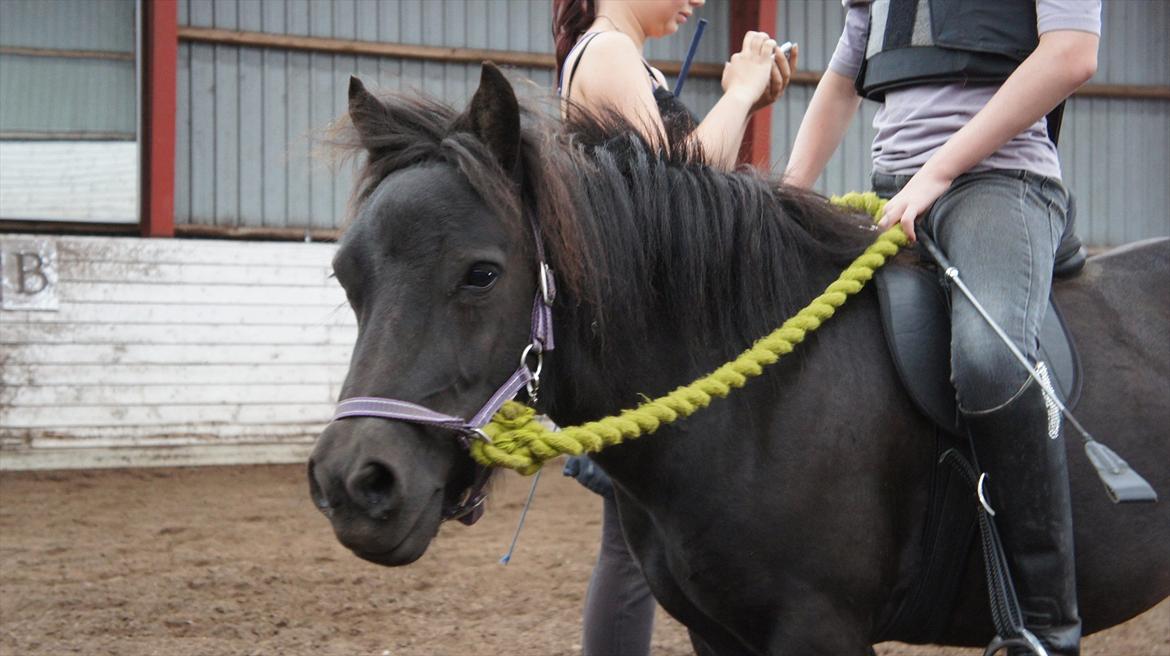 Shetlænder Wednesday <3 (tidligere Mini) - Hippiepony :D billede 8