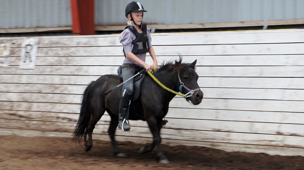 Shetlænder Wednesday <3 (tidligere Mini) - 1. gang uden trækker, nu som bidløs hippiepony xD billede 18