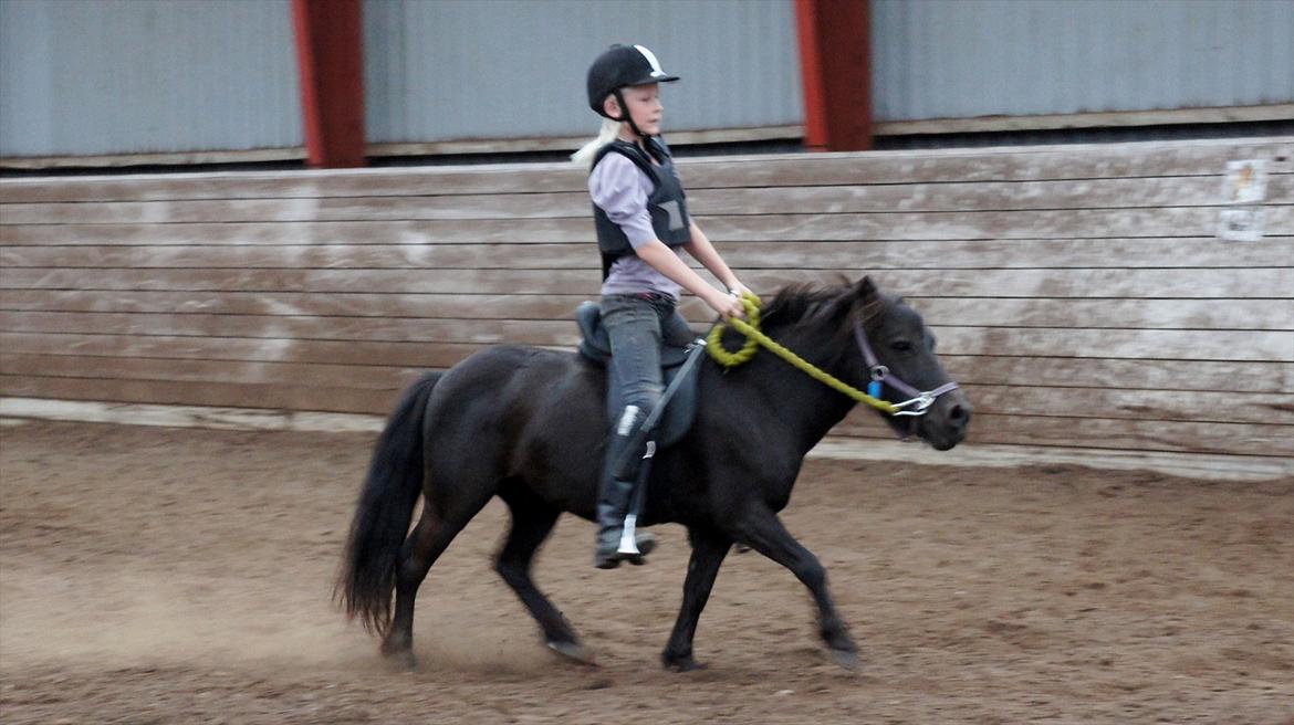 Shetlænder Wednesday <3 (tidligere Mini) - Rider med Sally billede 5