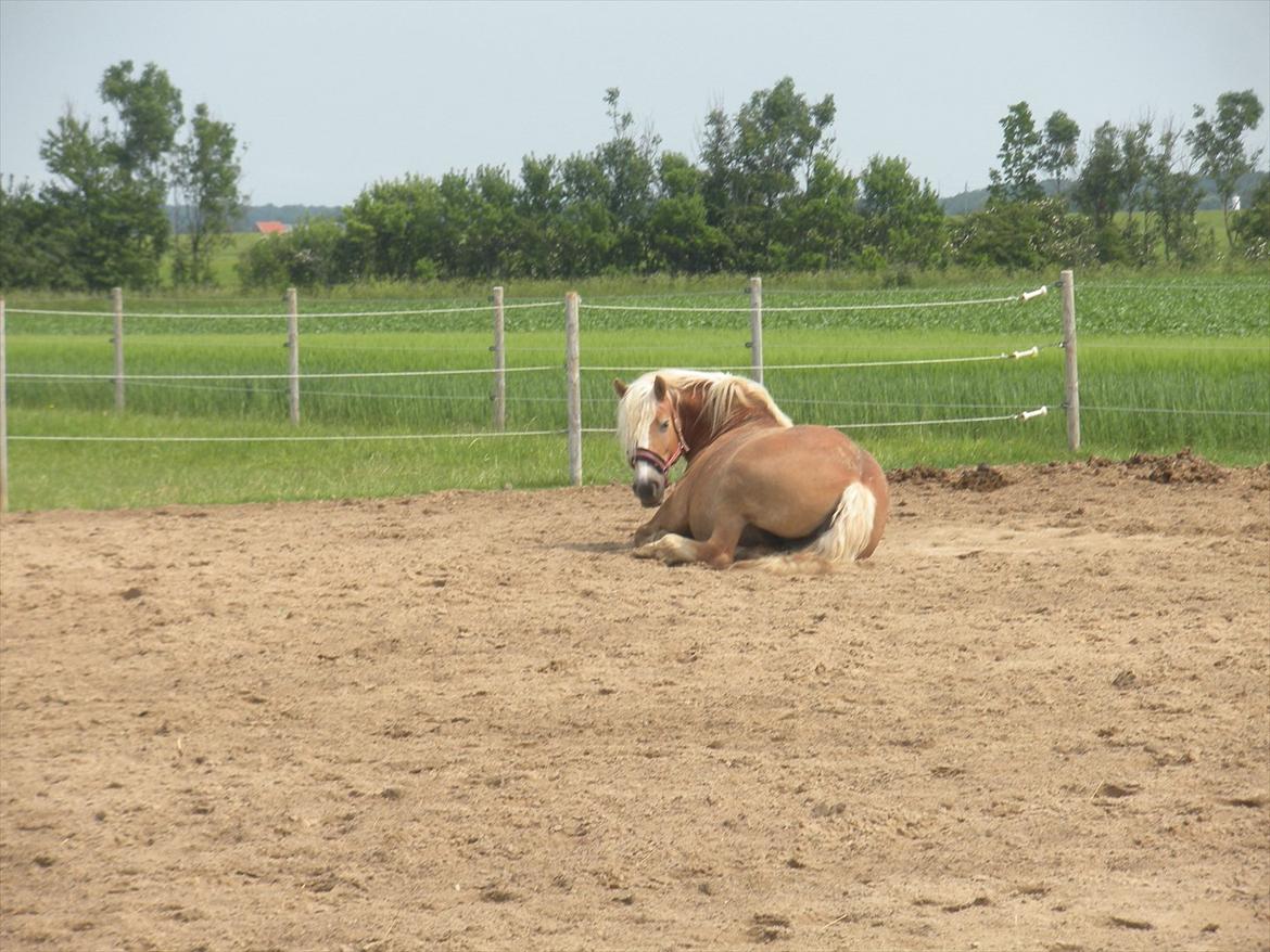 Haflinger Til minde om Sille - Nr. 12 billede 12