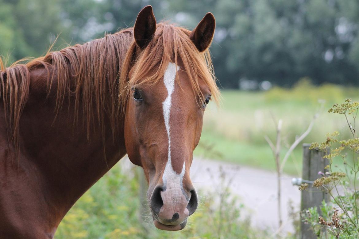 Frederiksborg Watzon Brentedal billede 1