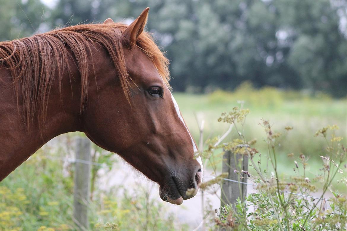 Frederiksborg Watzon Brentedal billede 6