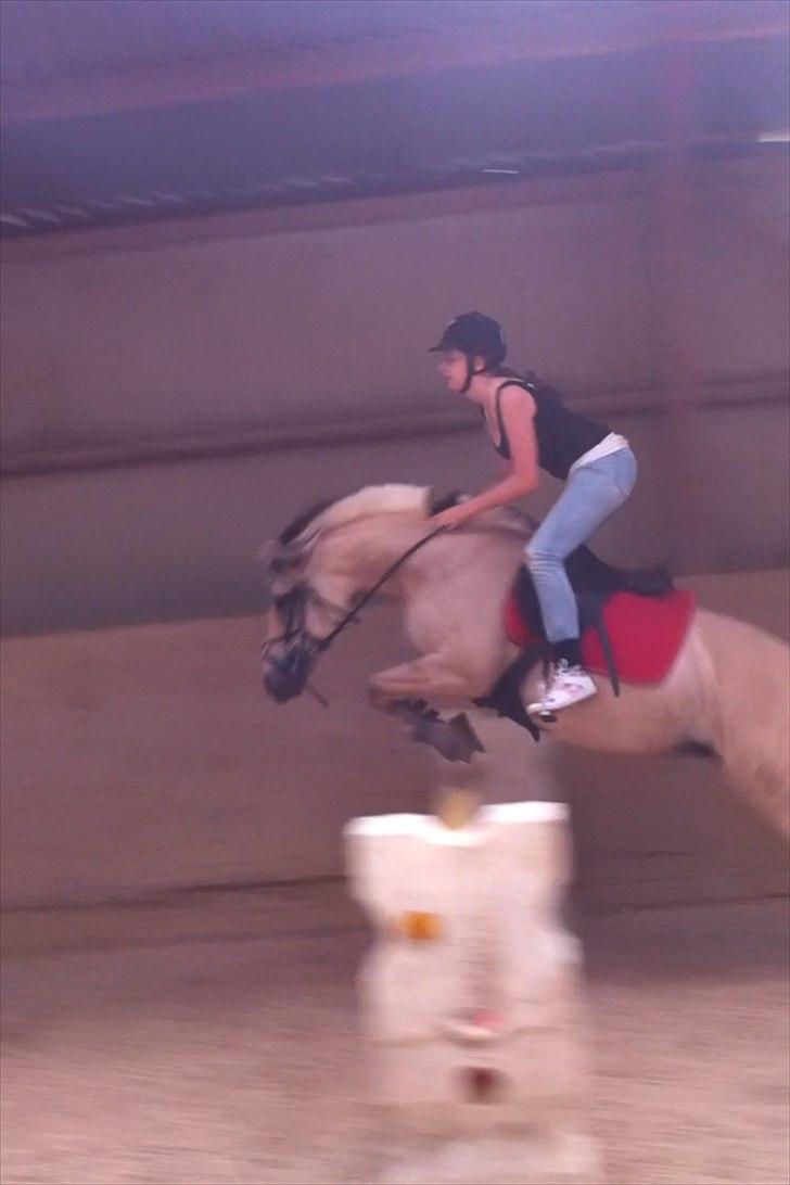 Fjordhest Columbine Bøgely - Sommerferien 2011<3 Hold kæft det var dejligt at se dig igen minskat :-) .. Intet kan skille os to ad for at se hinanden<3 .. jeg gør alt for at komme ned og se dig<3 billede 20