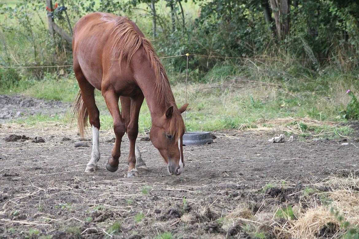Frederiksborg Watzon Brentedal billede 13