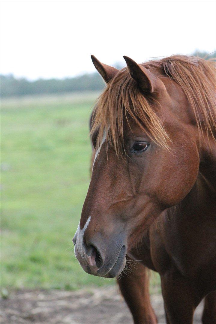 Frederiksborg Watzon Brentedal billede 8