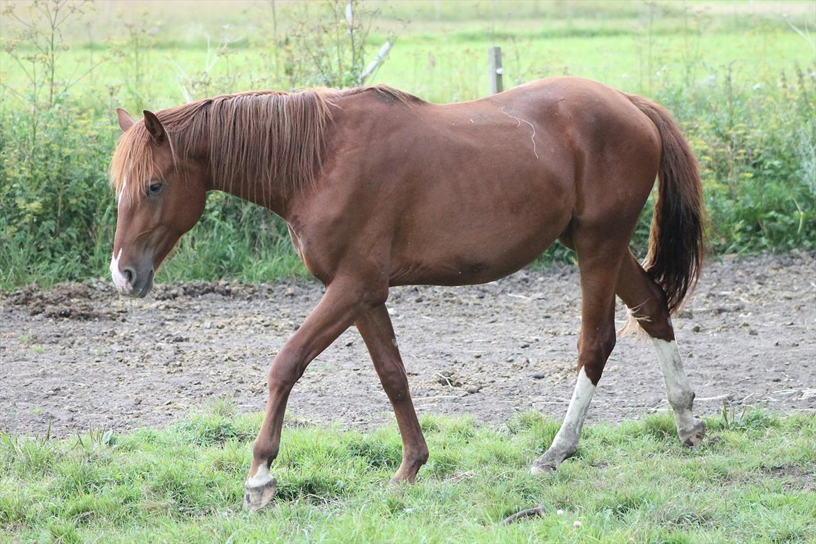 Frederiksborg Watzon Brentedal billede 14