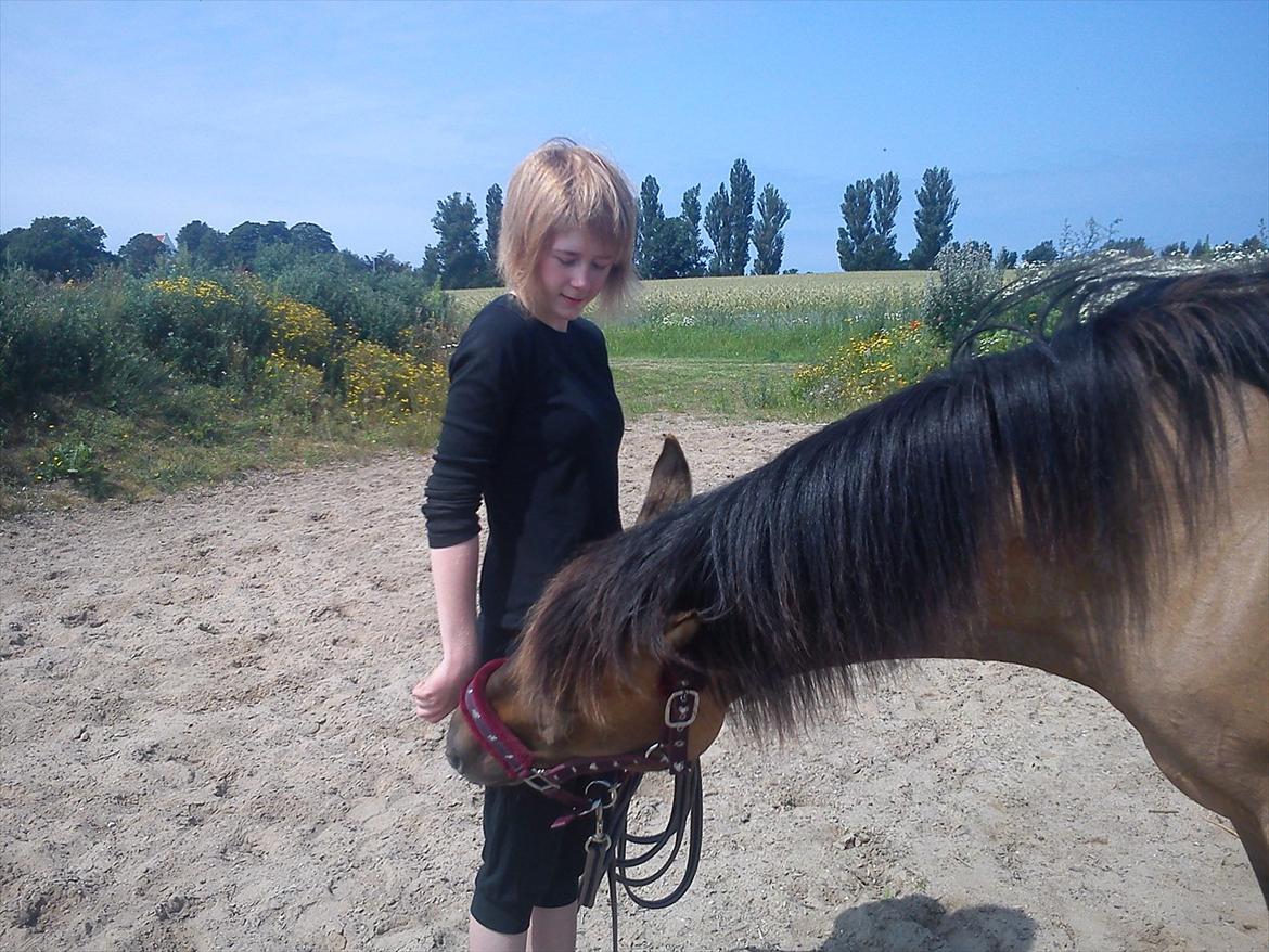 Konik Polski Lava - Efter lidt tid er manen groet lidt <3 billede 16