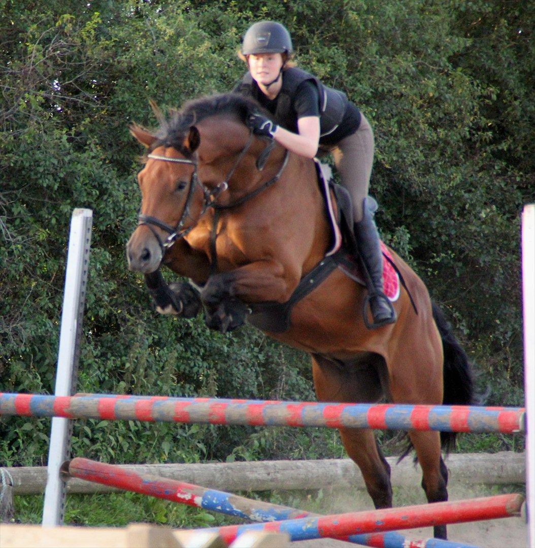 Dansk Varmblod Future Latino (Tino) billede 6