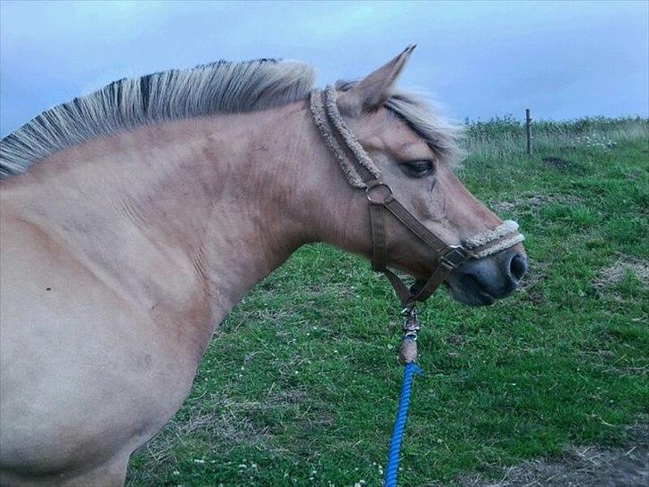 Anden særlig race Kikki <3<3 min prinsesse<3 - ude på folden :-D billede 13
