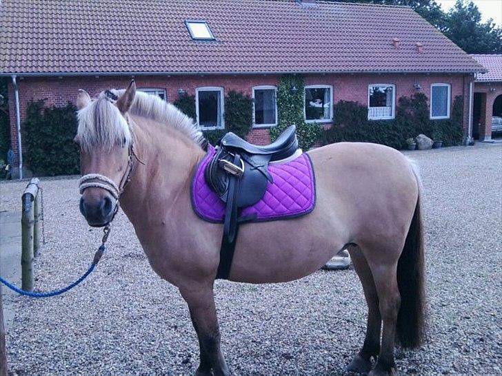 Anden særlig race Kikki <3<3 min prinsesse<3 - så skal vi snart ride :-D billede 11