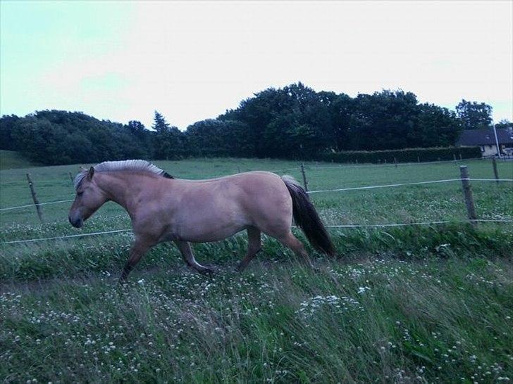 Anden særlig race Kikki <3<3 min prinsesse<3 - inde i en round-pen :-) billede 14