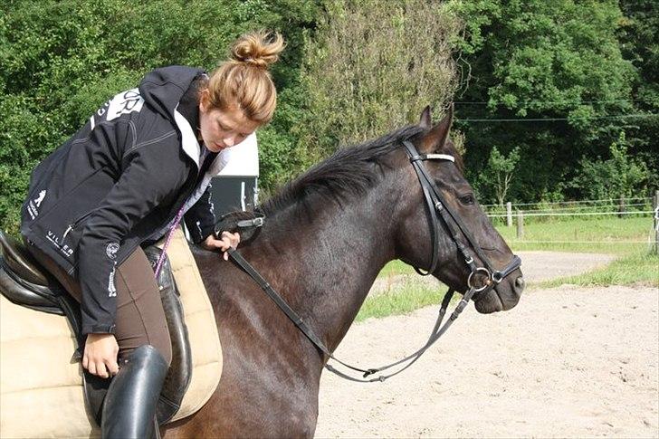 Anden særlig race Prince billede 7