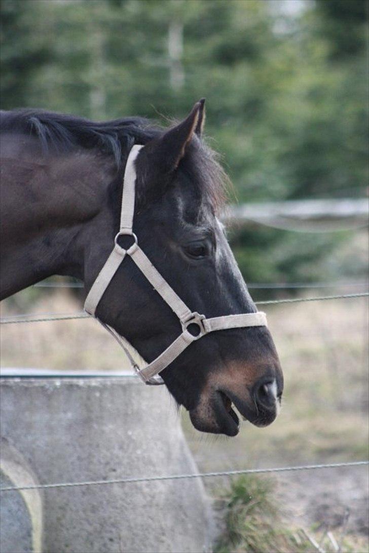 Anden særlig race Prince billede 2