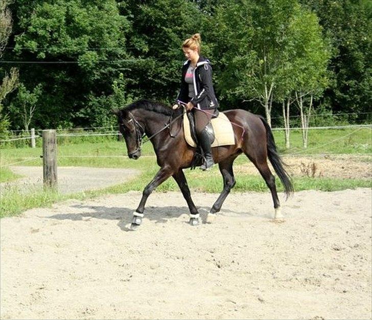 Anden særlig race Prince billede 3