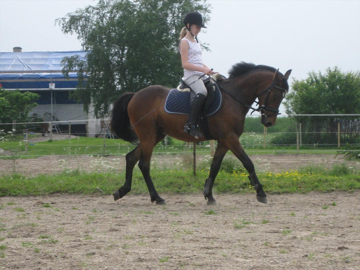 Anden særlig race Lillelunds Polle billede 1
