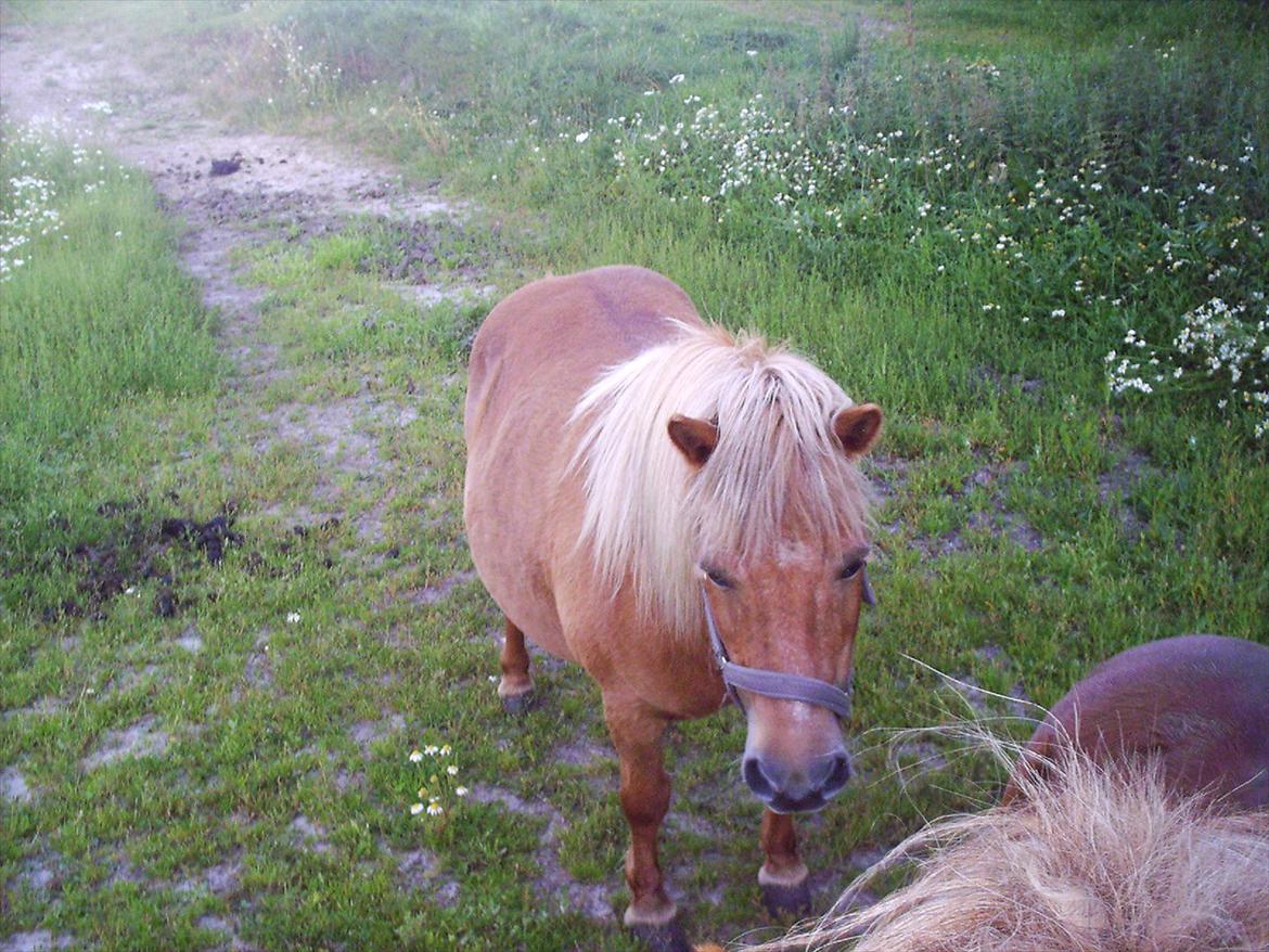 Shetlænder vestbjergs tulle - søde og rare tulle billede 1