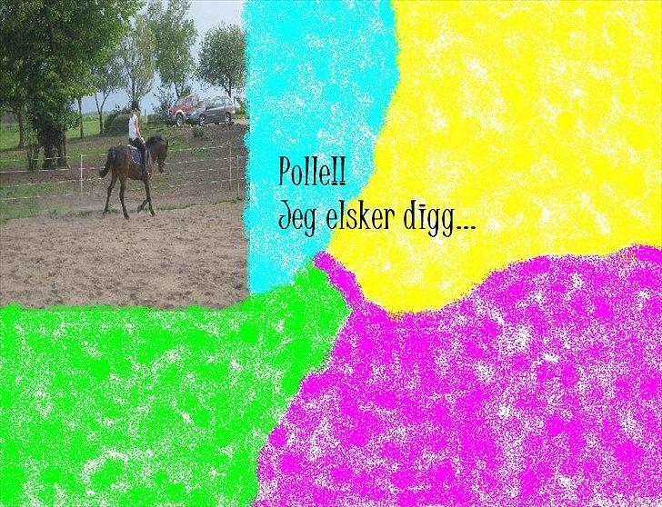 Anden særlig race Lillelunds Polle billede 6