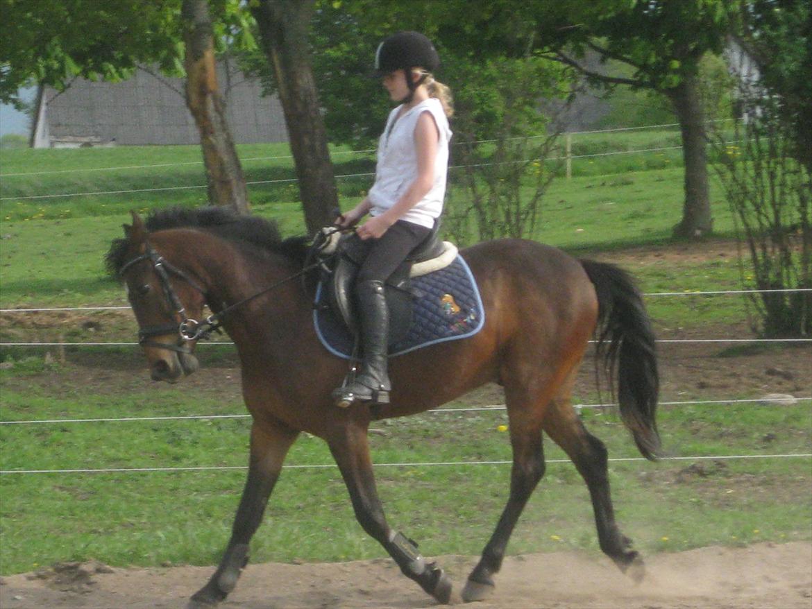 Anden særlig race Lillelunds Polle billede 7