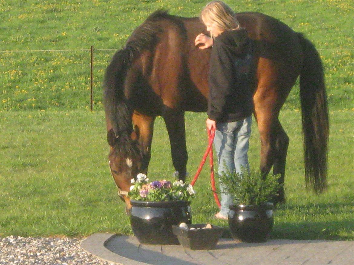 Anden særlig race Lillelunds Polle billede 8