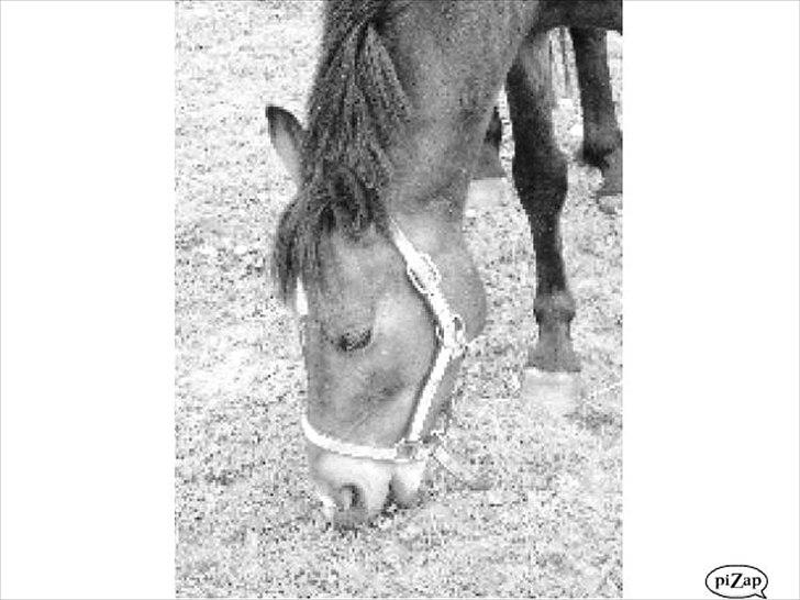 Anden særlig race Lillelunds Polle billede 9