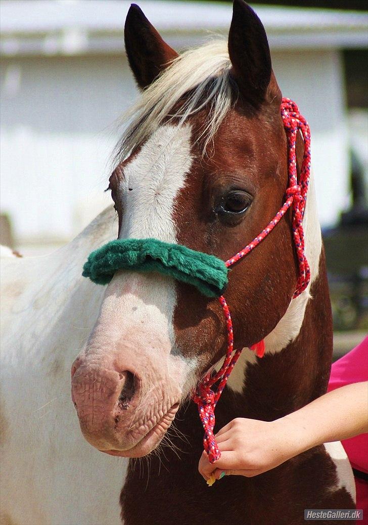 Pinto Blanding Gismoe - #1 Velkommen til gissers profil :D Læg kommentar på vej ud ;) foto:Line Holst Petersen billede 1