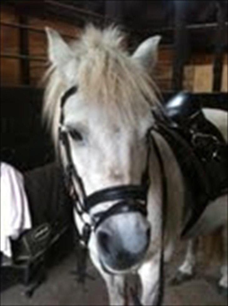 Anden særlig race Sally - Inden vi skal ud at ride fredag d. 5/7-2011 billede 3