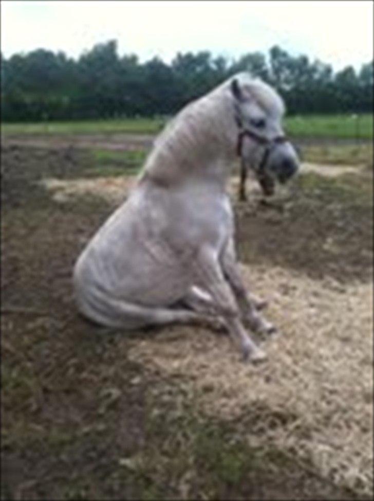 Anden særlig race Sally - Her sidder jeg da godt.xD billede 4