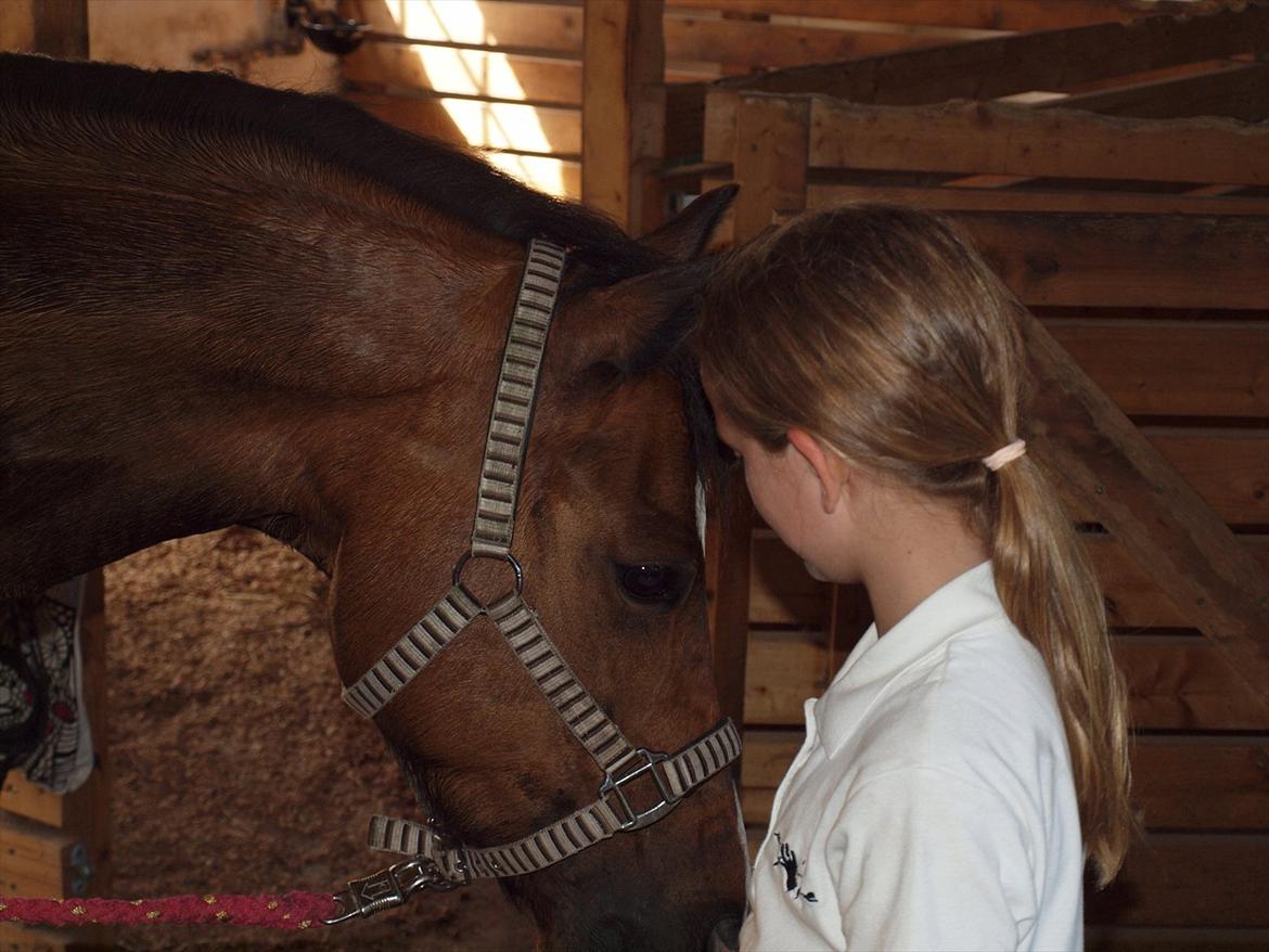 New Forest Orchid´s Jester 2 billede 2