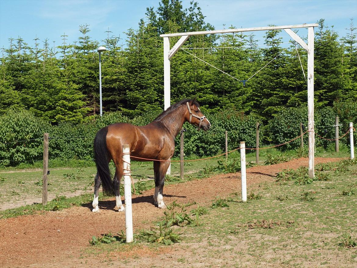 New Forest Orchid´s Jester 2 billede 3