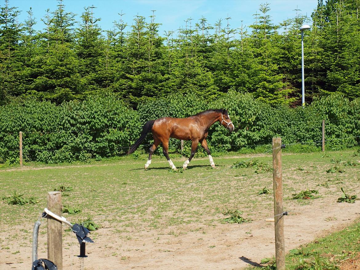 New Forest Orchid´s Jester 2 billede 4