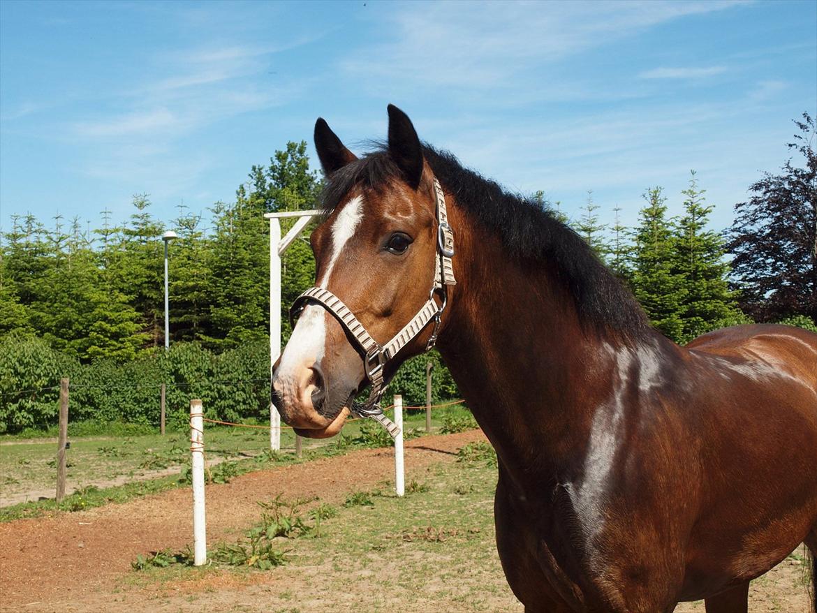 New Forest Orchid´s Jester 2 billede 5