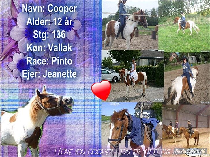 Pinto Lee - Cooper GOLÅ<3solgt billede 10