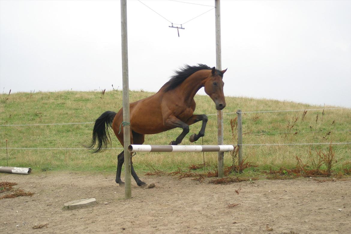 Anden særlig race Westfaler Elated (solgt) billede 20