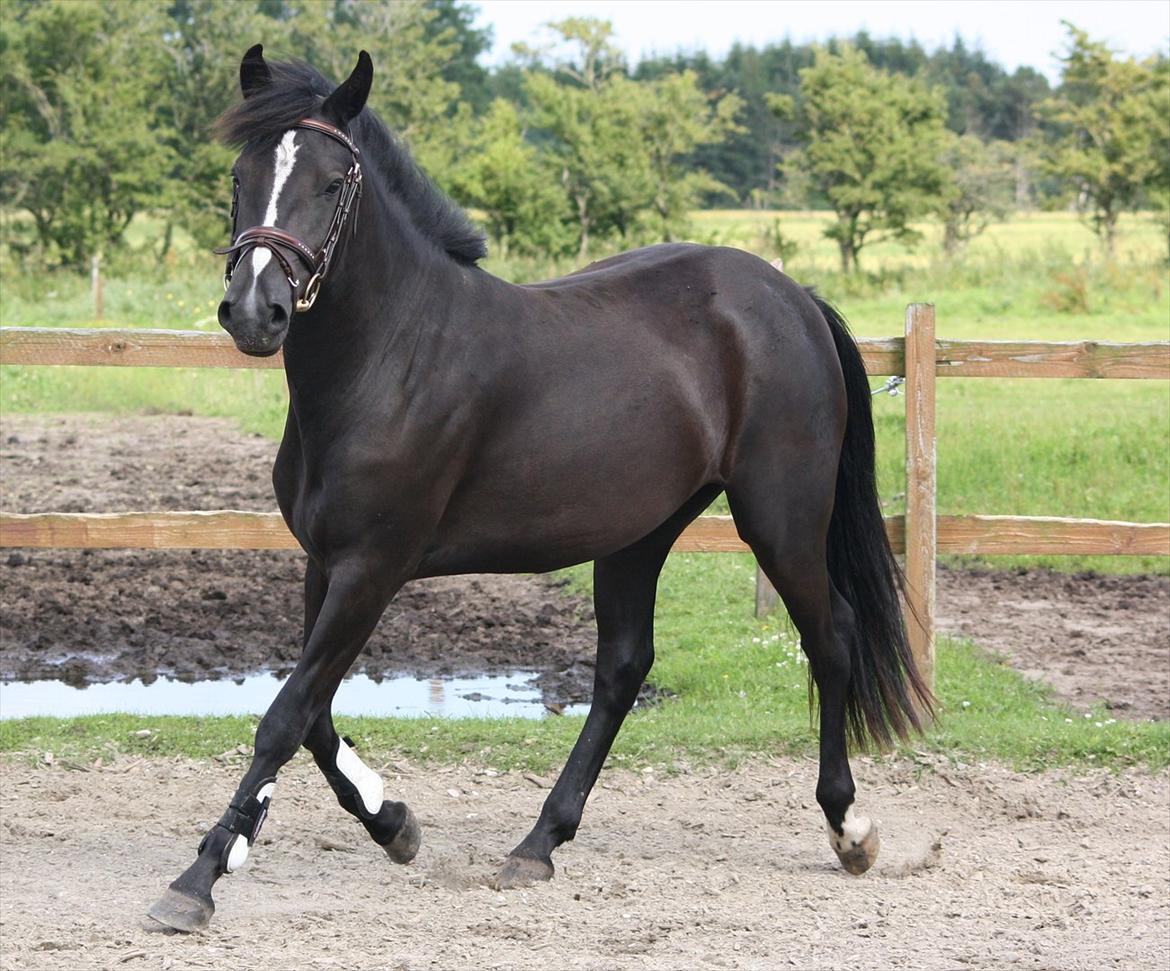 New Forest Holmens Victoria - Foto: JL-Foto billede 9