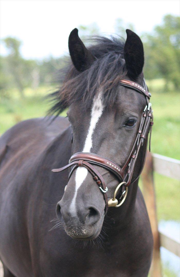 New Forest Holmens Victoria - Foto: JL-Foto billede 10