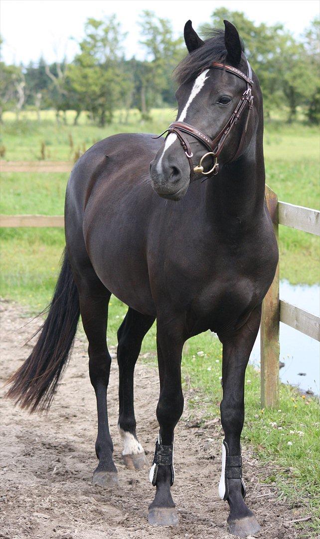 New Forest Holmens Victoria - Foto: JL-Foto billede 11