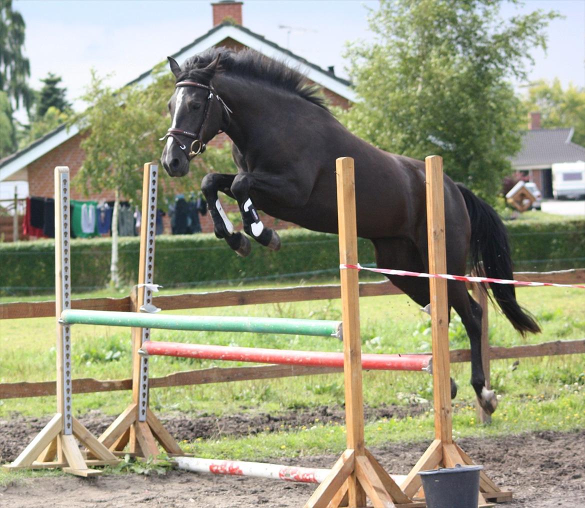 New Forest Holmens Victoria - Foto: JL-Foto billede 3