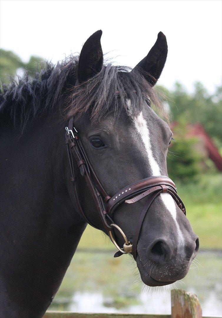 New Forest Holmens Victoria - Foto: JL-Foto billede 1