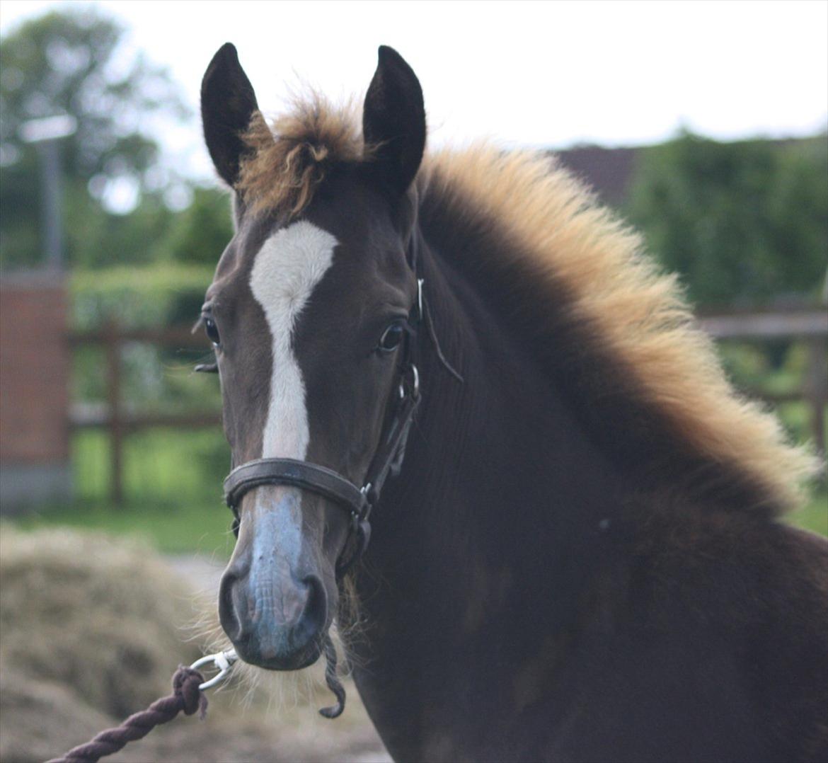 New Forest Holmens Lady Diva - Holmens Diva
Juli 2011
Foto: JL-foto billede 1